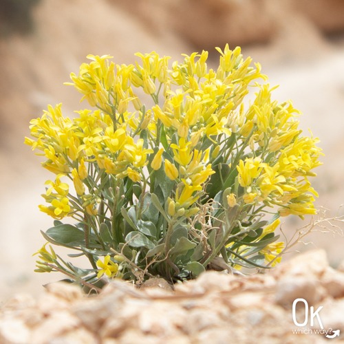 Yellow flowers along Mossy Cave Trail at Bryce National Park | OK Which Way