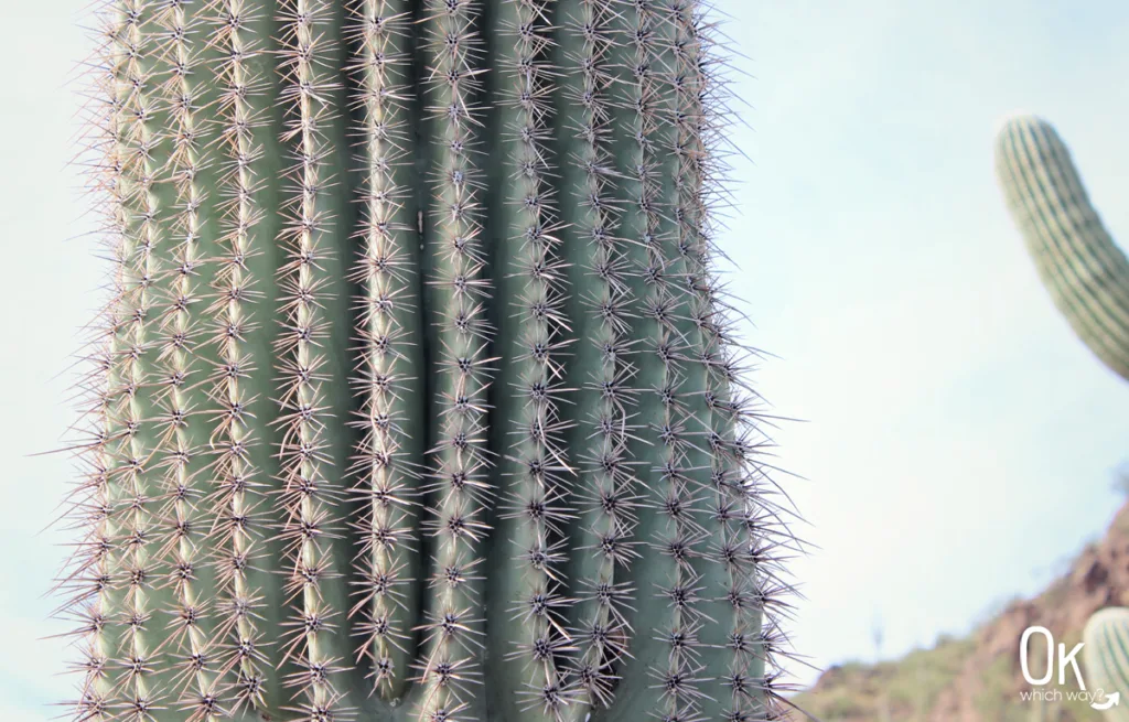 Saguaro at Picture Rocks Petroglyphs in Tucson | OK Which Way
