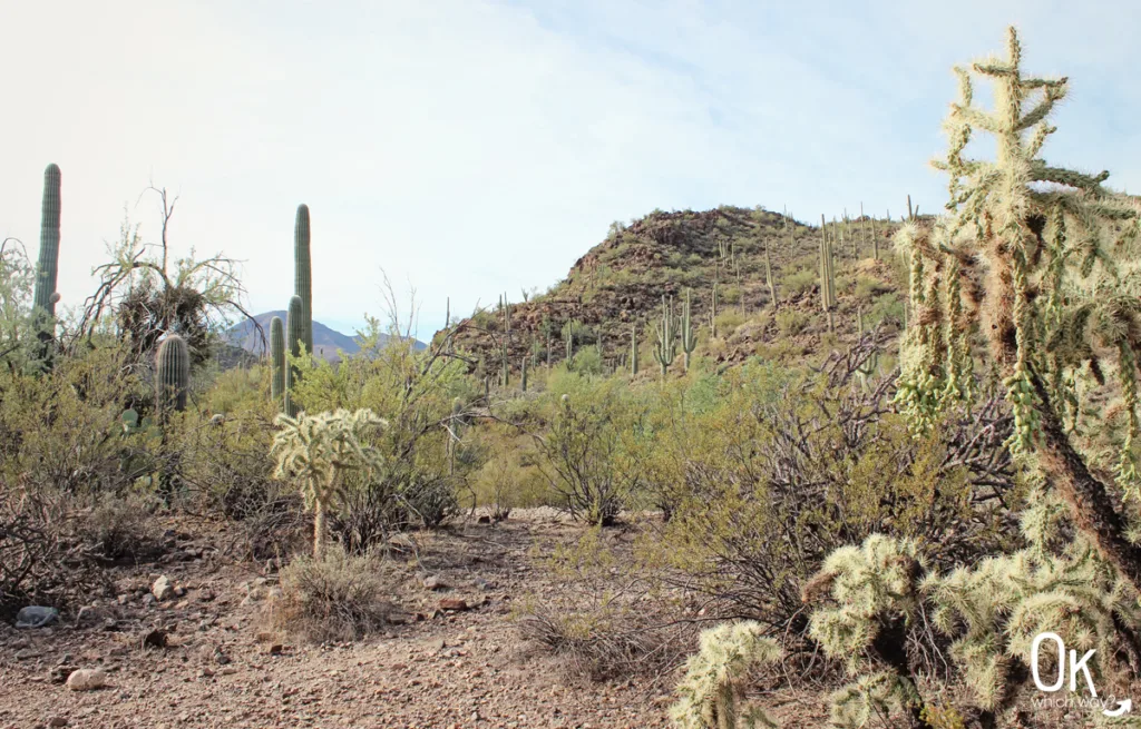 Picture Rocks Petroglyphs in the Sonoran Desert | OK Which Way