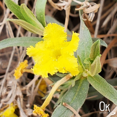 Yellow flower at Bryce Canyon National Park | OK Which Way