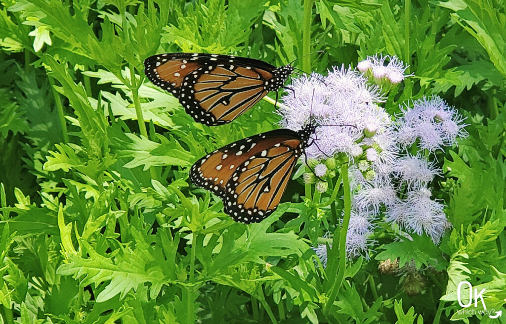 Monarchs at Tumacacori National Historical Park | OK Which Way
