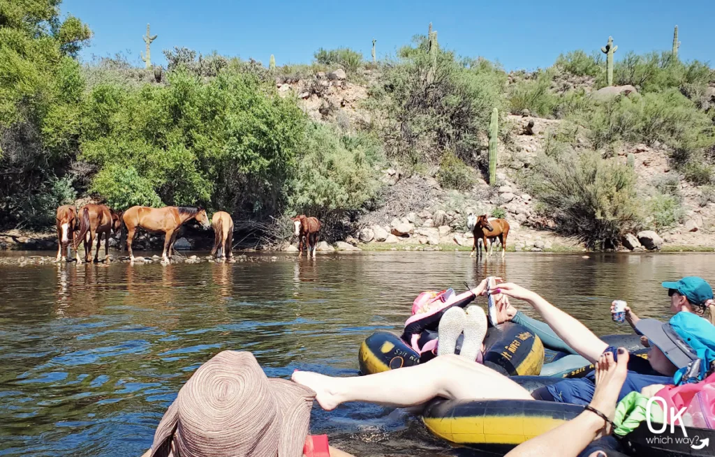 Floating the Salt River near horses | OK Which Way