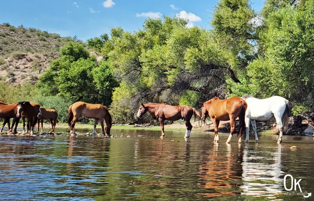 Horses in the Salt River in Arizona | OK Which Way