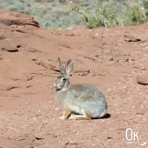 Wupatki National Monument Cottontail | OK Which Way