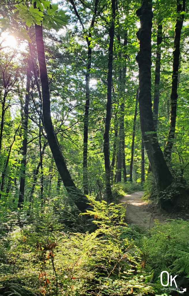 Wildwood Trail Guide Forest Park Portland Oregon | OK Which Way