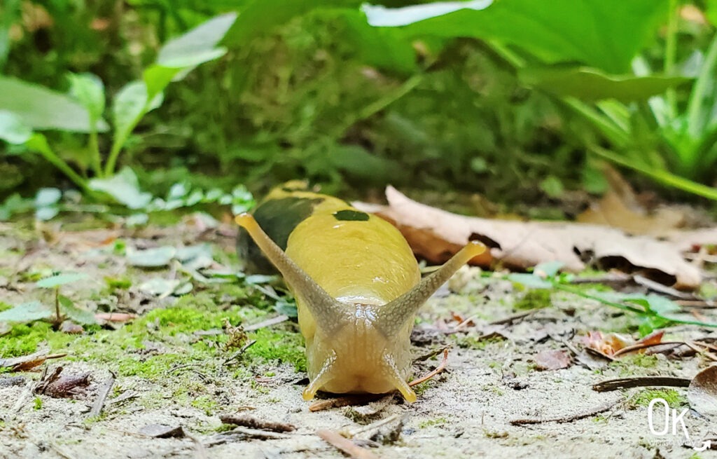 Wildwood Trail Banana Slug Forest Park | OK Which Way